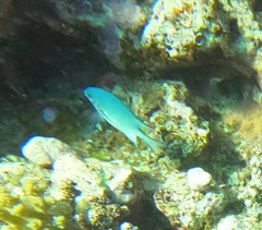 Amblyglyphidodon indicus