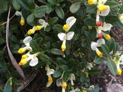 Polygaloides chamaebuxus