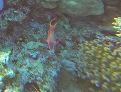 Pseudanthias squamipinnis