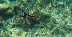 Acanthurus sohal