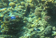 Abudefduf vaigiensis