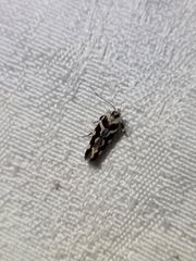 Macrobathra bigerella