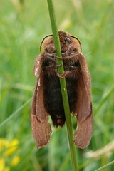Malacosoma alpicolum