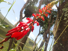 Erythrina humeana