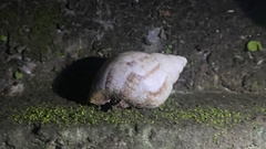 Lissachatina fulica