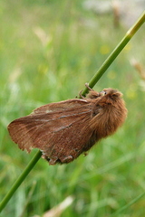 Malacosoma alpicolum