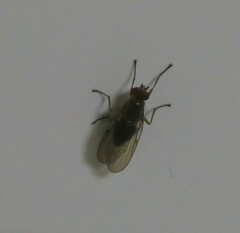 Dryomyzidae