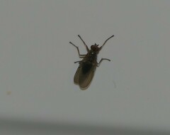 Dryomyzidae