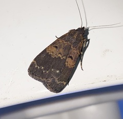 Hydrillodes funestalis