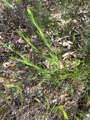 Platysace linearifolia