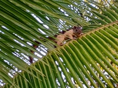 Sciurus variegatoides helveolus