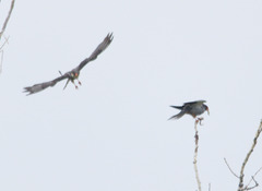 Falco amurensis