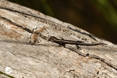 Cryptoblepharus buchananii