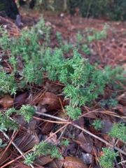 Galium maritimum
