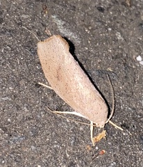 Cryptophasa rubescens