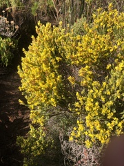 Aspalathus ericifolia