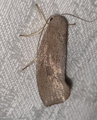 Cryptophasa rubescens