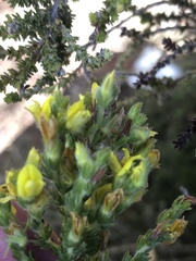 Aspalathus ericifolia