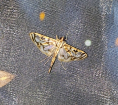 Rhimphalea trogusalis