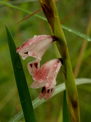 Gladiolus gregarius