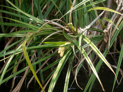 Pandanus livingstonianus