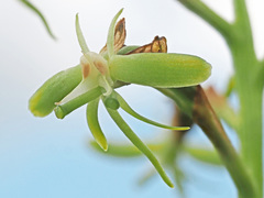 Habenaria humilior