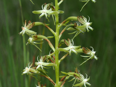 Habenaria humilior