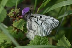 Parnassius mnemosyne