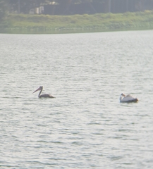 Pelecanus philippensis