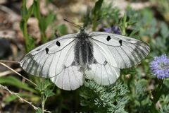 Parnassius mnemosyne