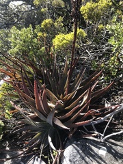 Aloe succotrina