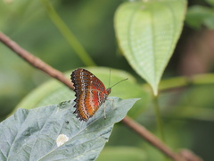 Cethosia biblis
