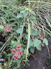 Clerodendrum canescens