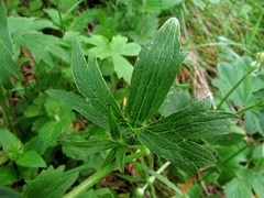 Ranunculus montanus