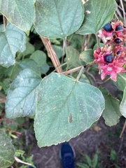 Clerodendrum canescens