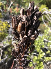 Aloe succotrina