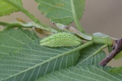 Satyrium w-album