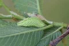 Satyrium w-album