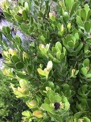 Leucadendron strobilinum