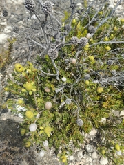 Leucadendron muirii