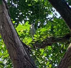 Ictinia mississippiensis