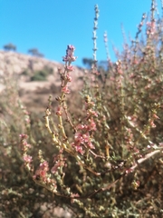 Salsola oppositifolia