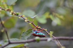 Sternocera chrysis