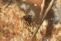 Phlegra bresnieri