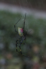 Trichonephila clavata