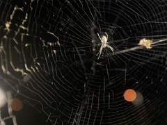 Trichonephila plumipes