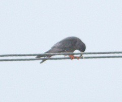 Falco amurensis