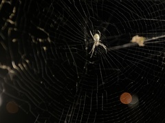 Trichonephila plumipes