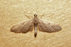 Eupithecia oxycedrata