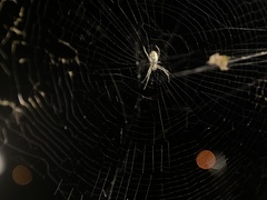 Trichonephila plumipes